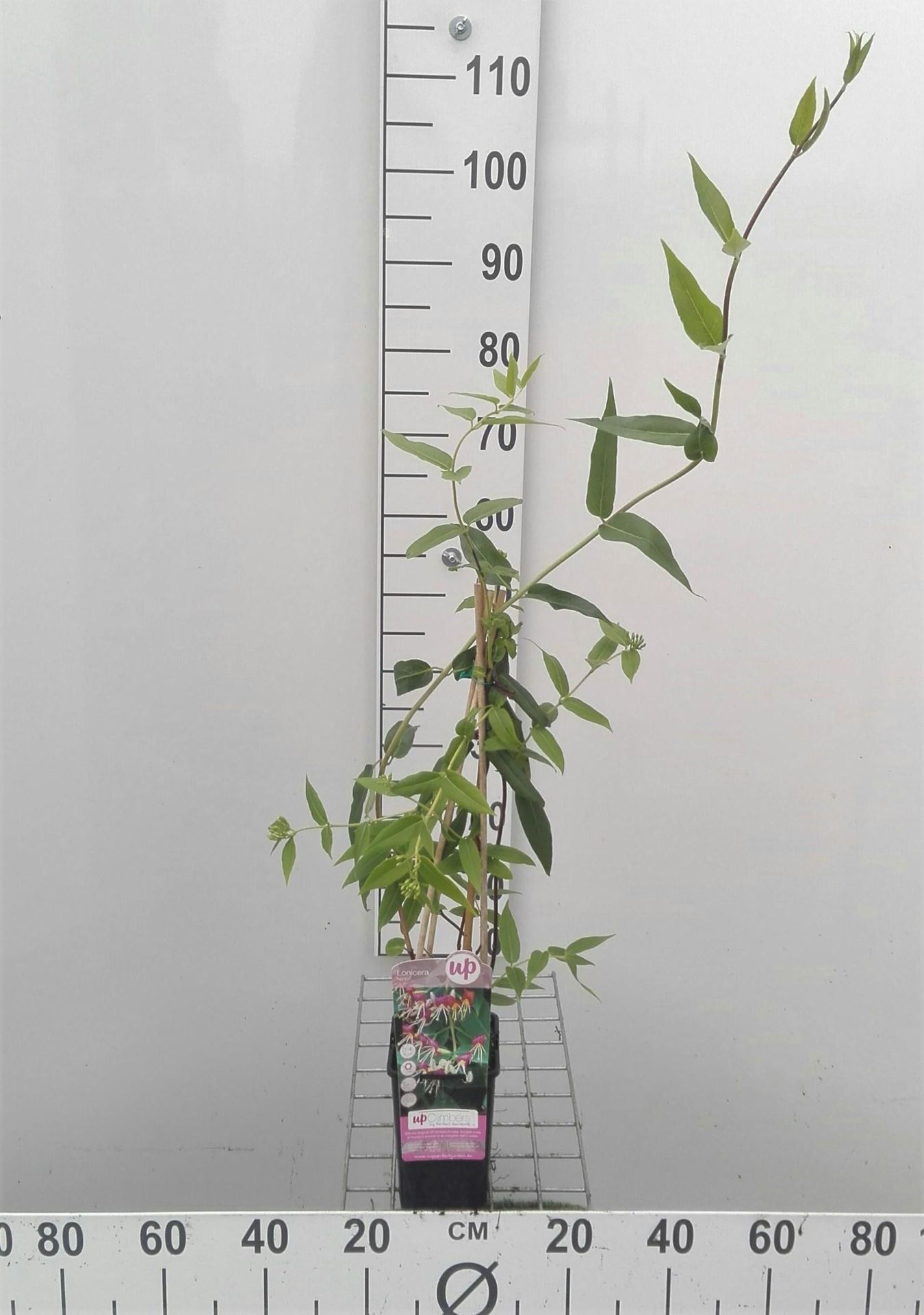 Lonicera henryi - pot - 50-60 cm -