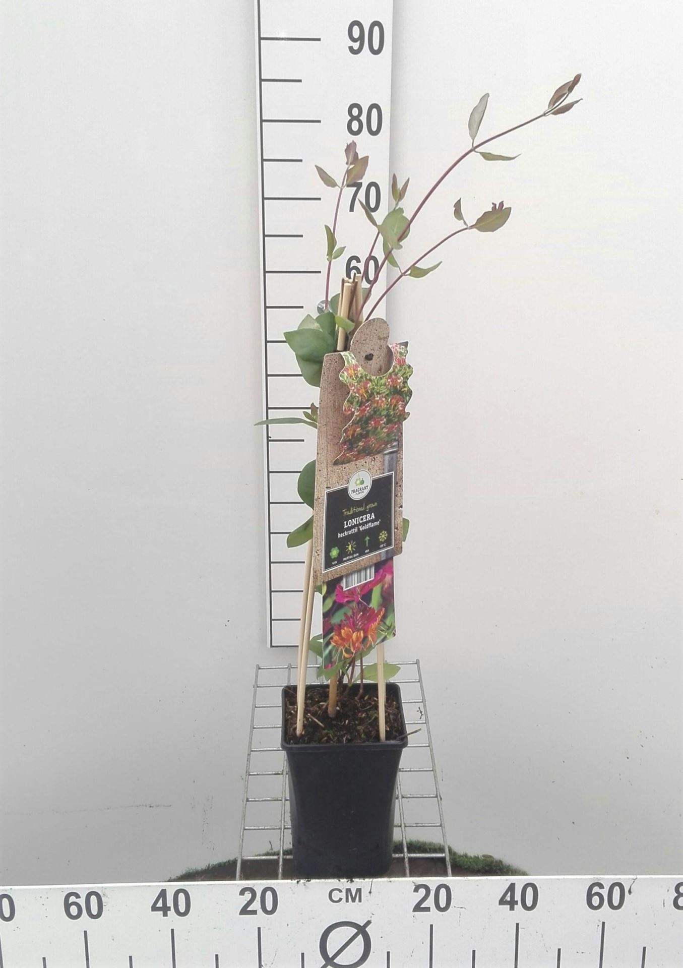 Lonicera x heckrottii 'Goldflame' - pot - 50-60 cm -