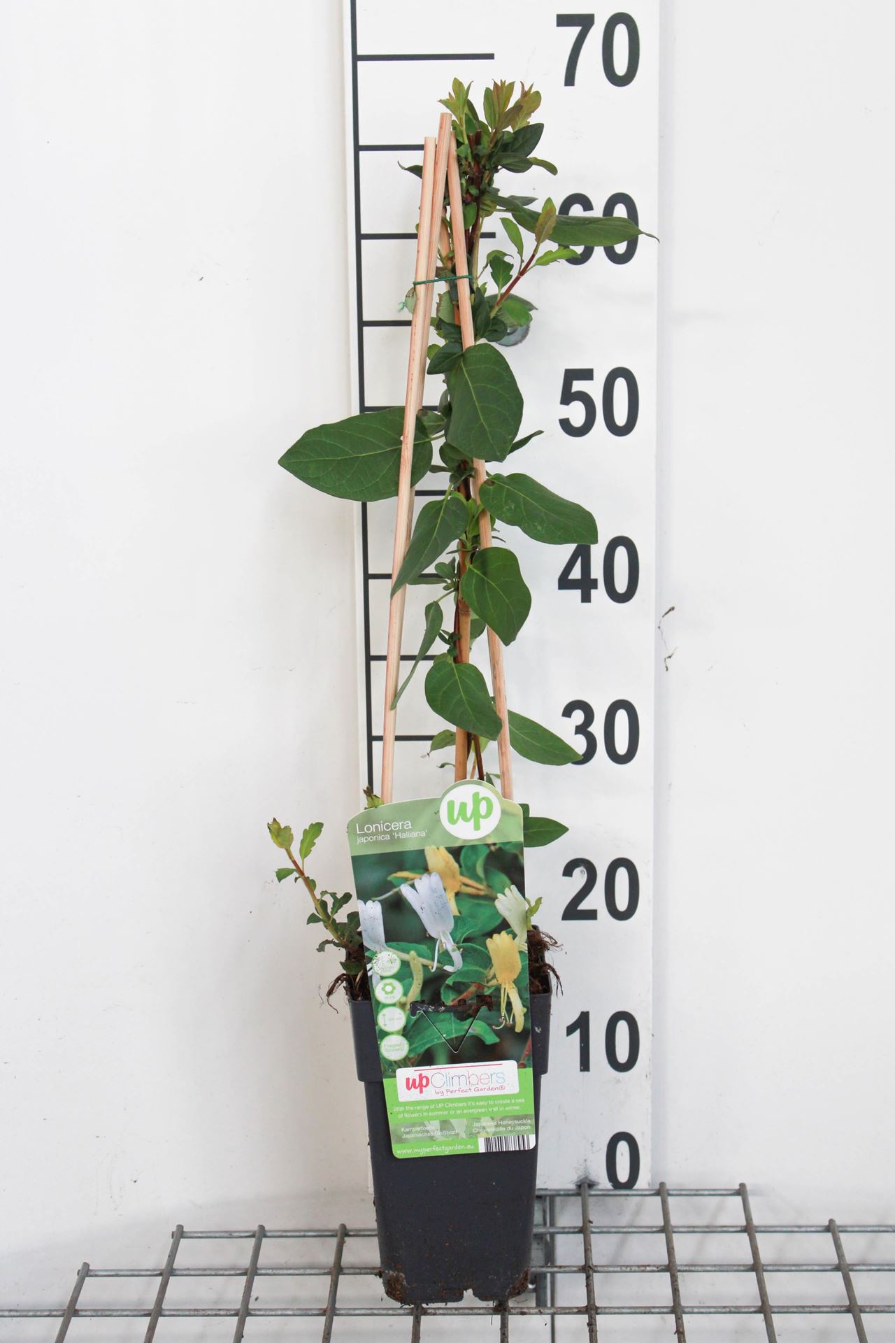 Lonicera japonica 'Halliana' - pot - 50-60 cm -