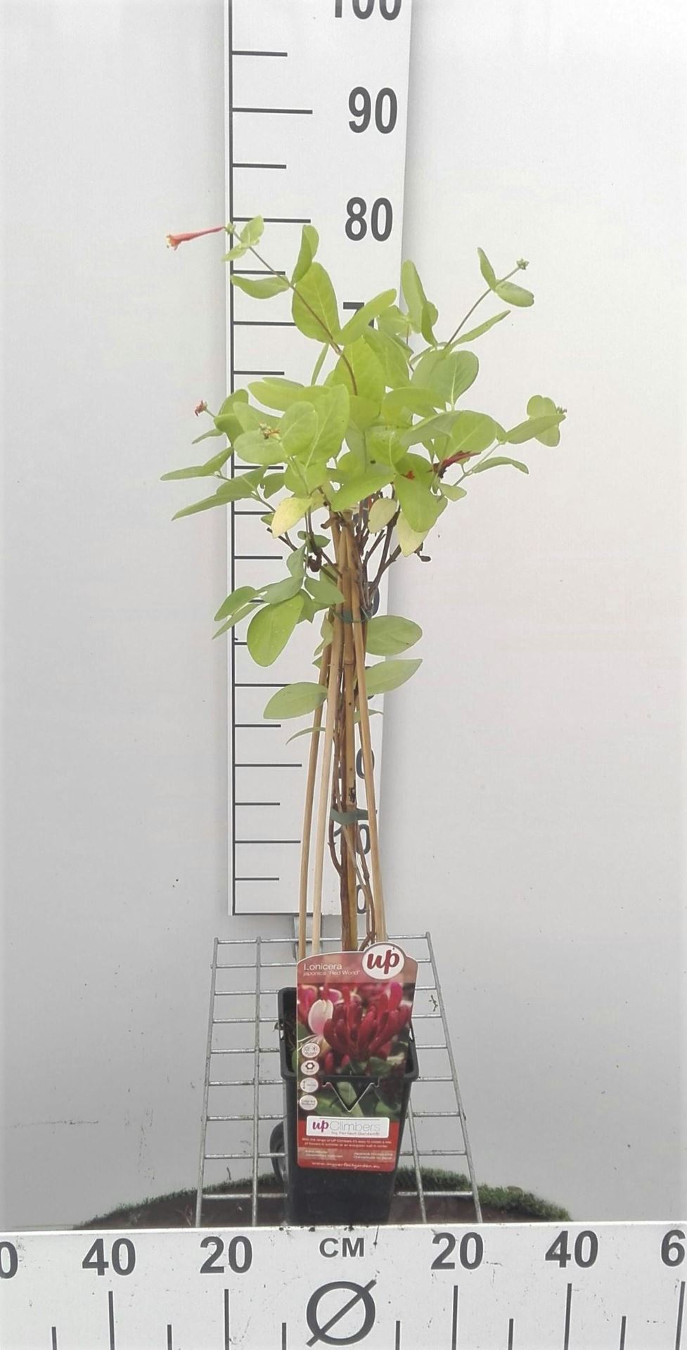 Lonicera japonica 'Red World' - pot - 50-60 cm