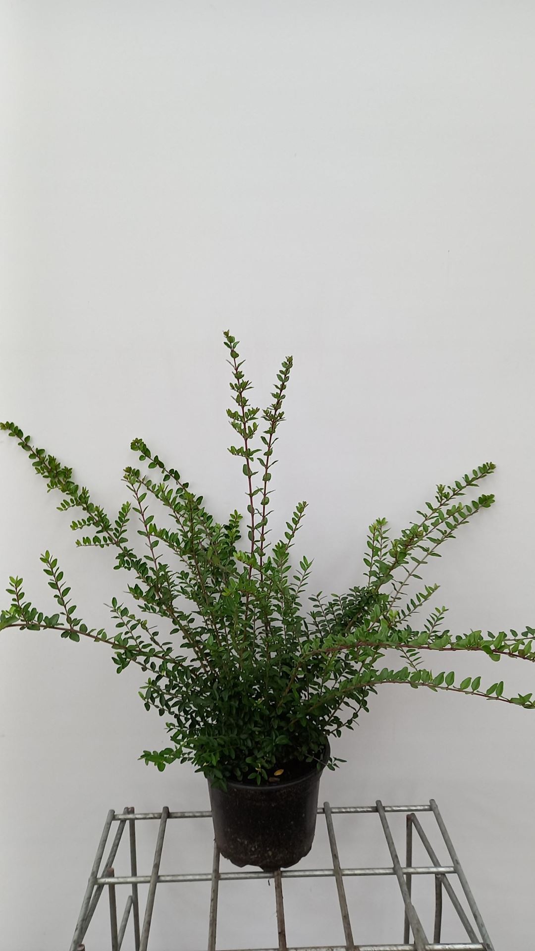 Lonicera nitida'Elegant'- pot 2L - 30-40 cm afbeelding