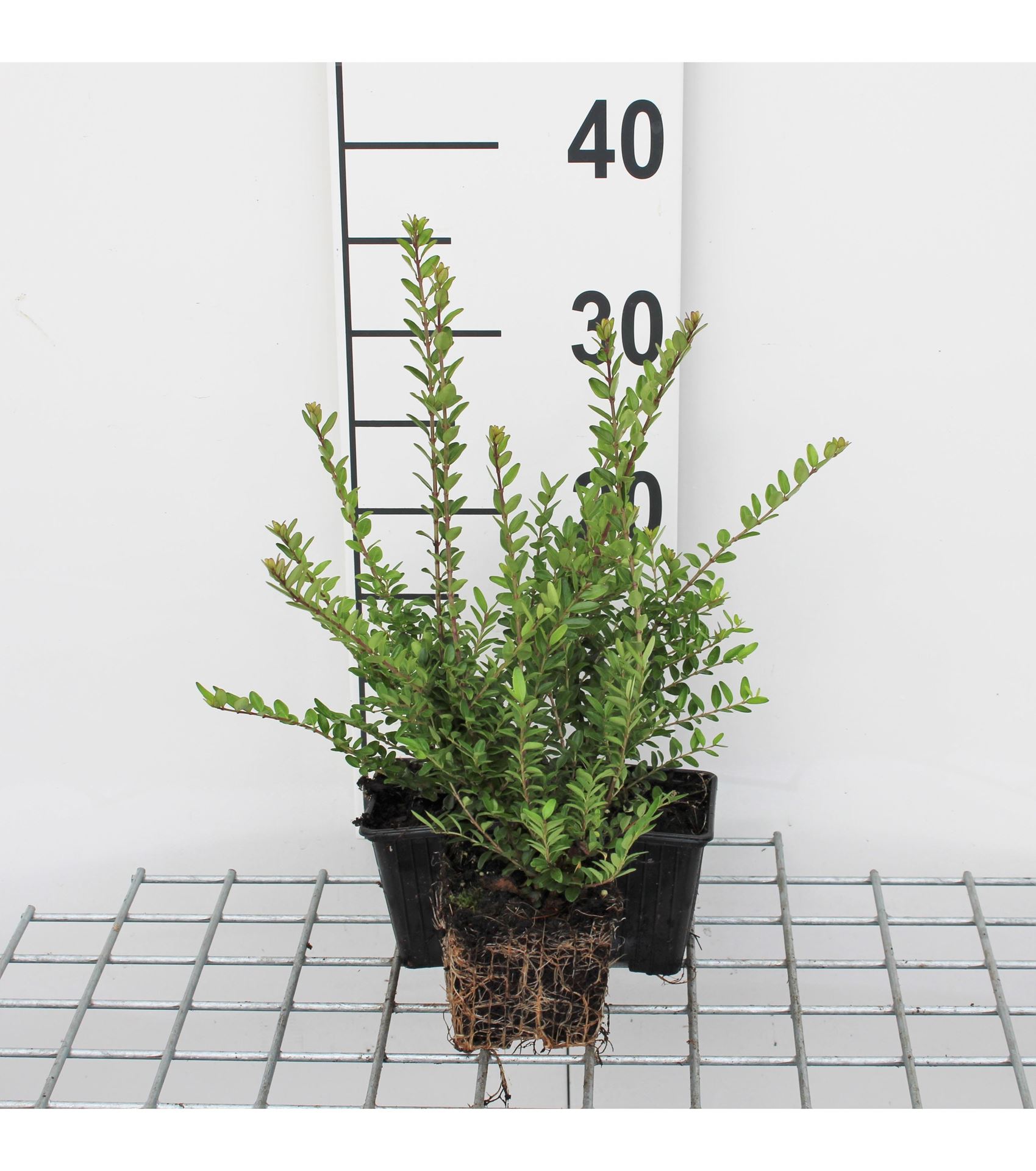 Lonicera nitida'Elegant'- Chinese Kamperfoelie - pot 9x9 cm - 15-20 cm - Struikkamperfoelie afbeelding