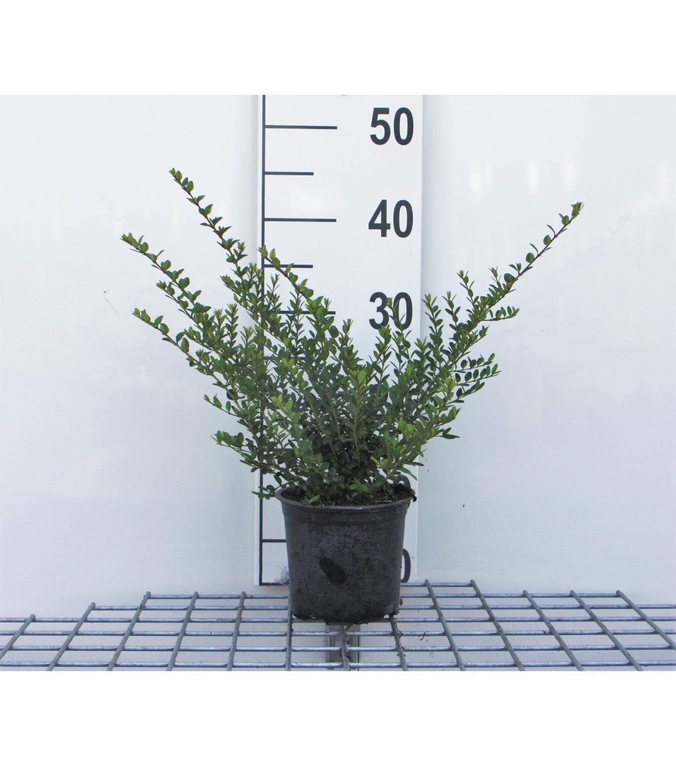 Lonicera nitida'Elegant'- pot 1,3L - 25-30 cm - afbeelding