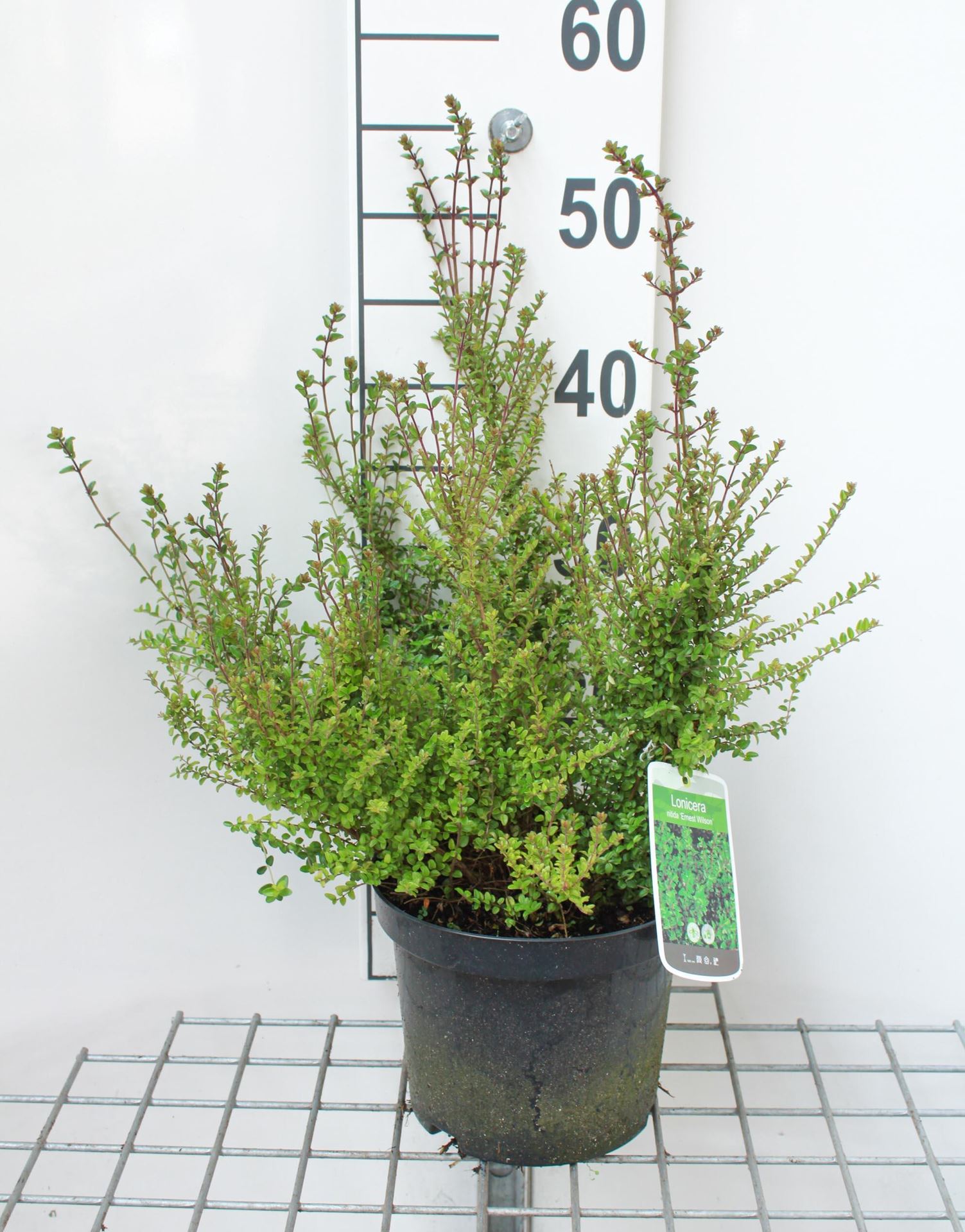 Lonicera nitida 'Ernest Wilson' - pot 3L - 30-40 cm