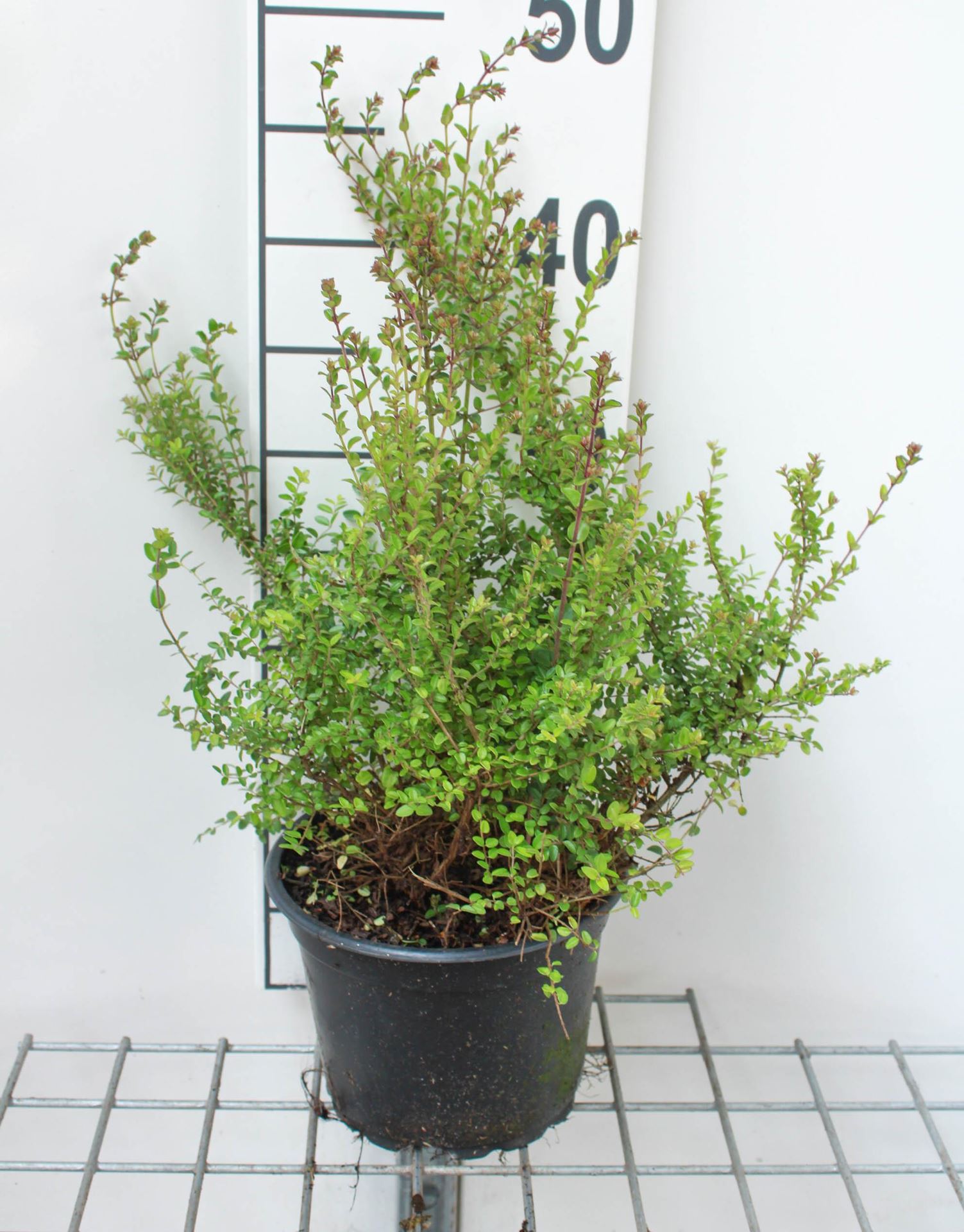Lonicera nitida'Ernest Wilson'- pot 2L - 30-40 cm afbeelding