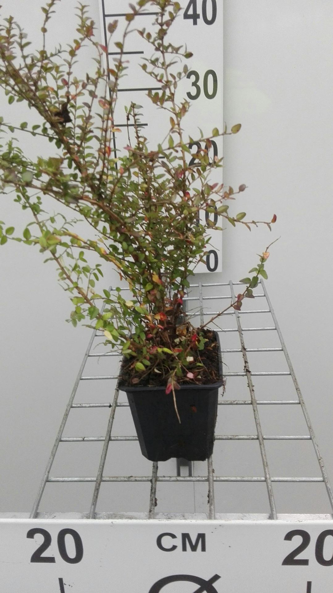 Lonicera nitida'Ernest Wilson'- pot 9x9 cm - 15-20 cm - afbeelding