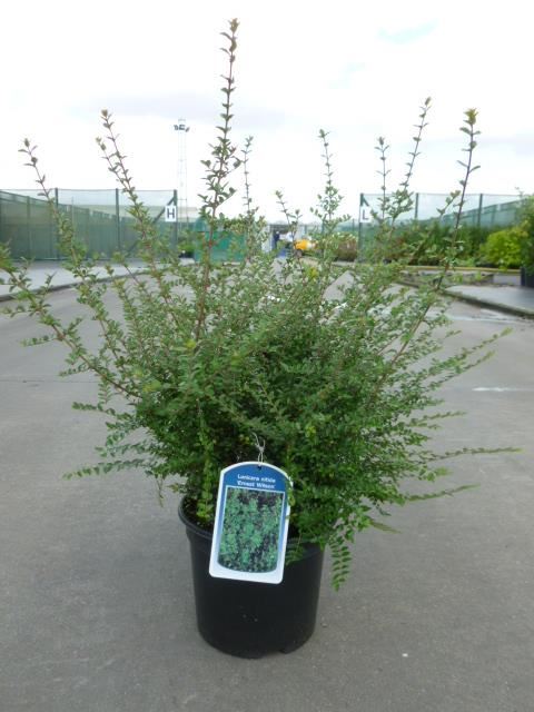 Lonicera nitida'Ernest Wilson'- pot 1,3L - 25-30 cm afbeelding