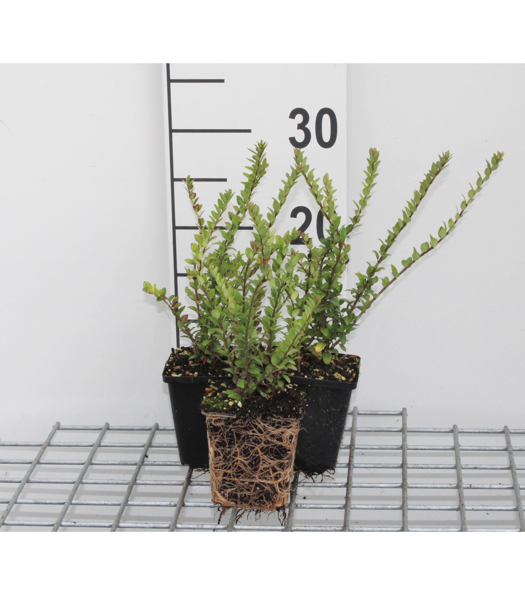 Lonicera nitida'Hohenheimer Findling'- pot 9x9 cm - 15-20 cm - Grote egelskop / Blonde egelskop afbeelding