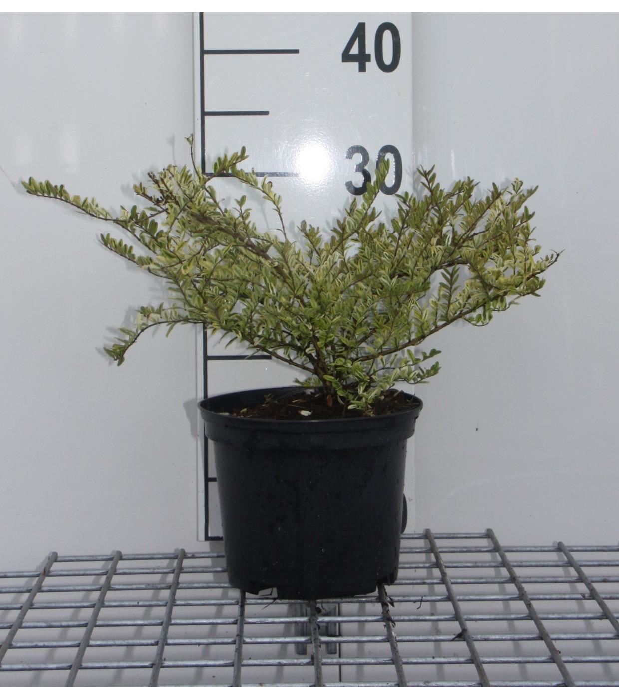 Lonicera nitida 'Lemon Beauty' - pot - 25-30 cm