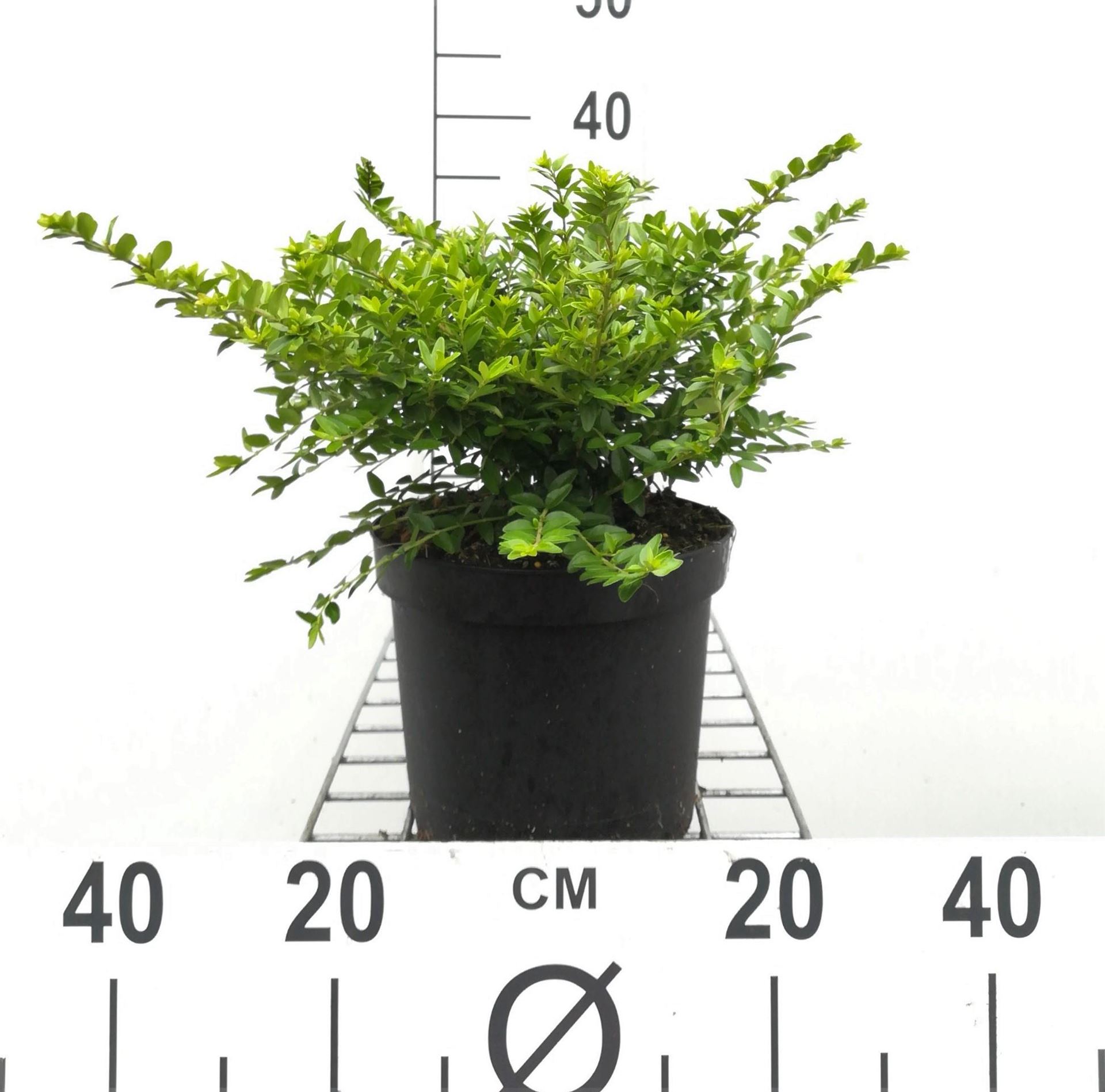 Lonicera nitida'Maigrün'- pot 3L - 40-50 cm - afbeelding