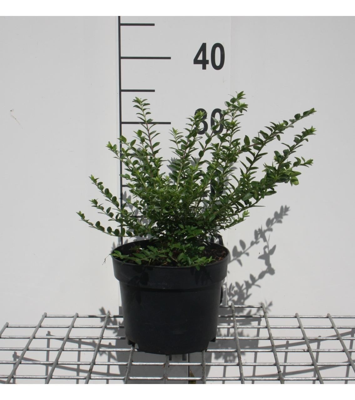 Lonicera nitida'Maigrün'- pot 2L - 30-40 cm - Chinese kamperfoeli afbeelding
