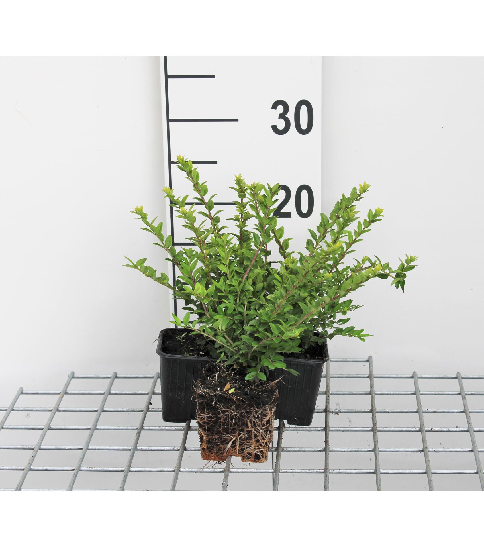 Lonicera nitida'Maigrün'- Chinese Kamperfoelie - pot 9x9 cm - 15-20 cm - Chinese kamperfoeli afbeelding