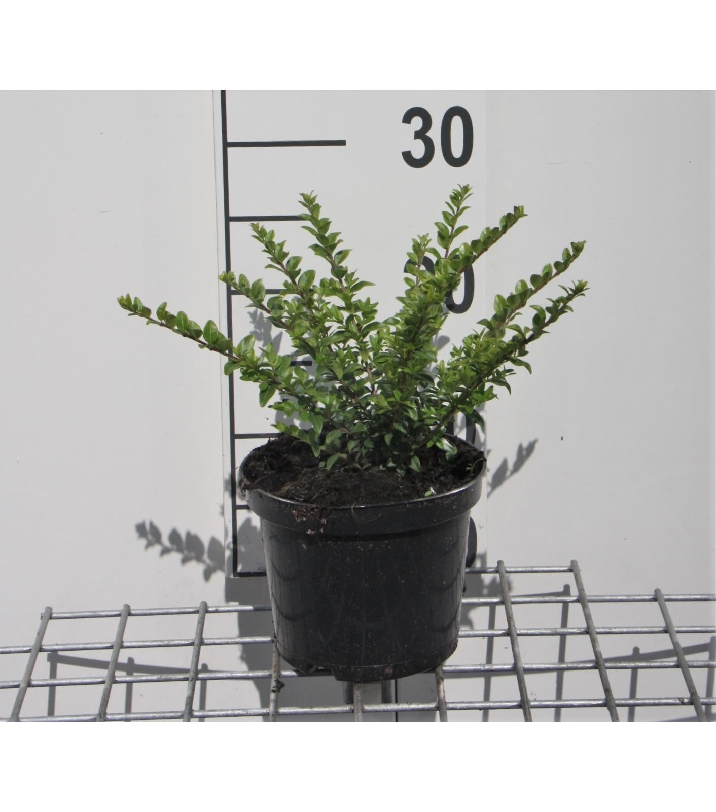 Lonicera nitida'Maigrün'- pot 1,3L - 25-30 cm - Chinese kamperfoeli afbeelding