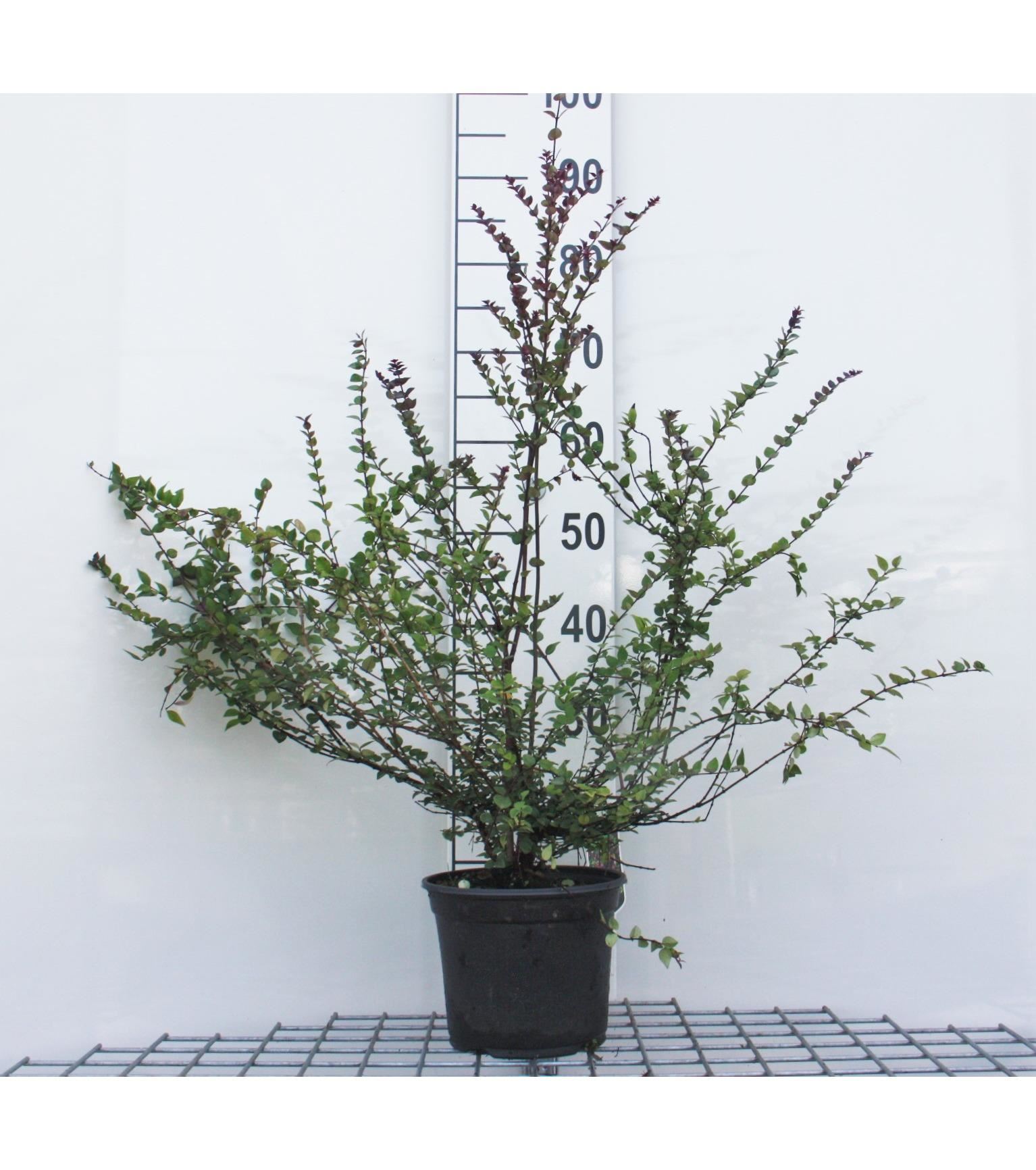 Lonicera nitida 'Red Tips' - pot - 20-25 cm