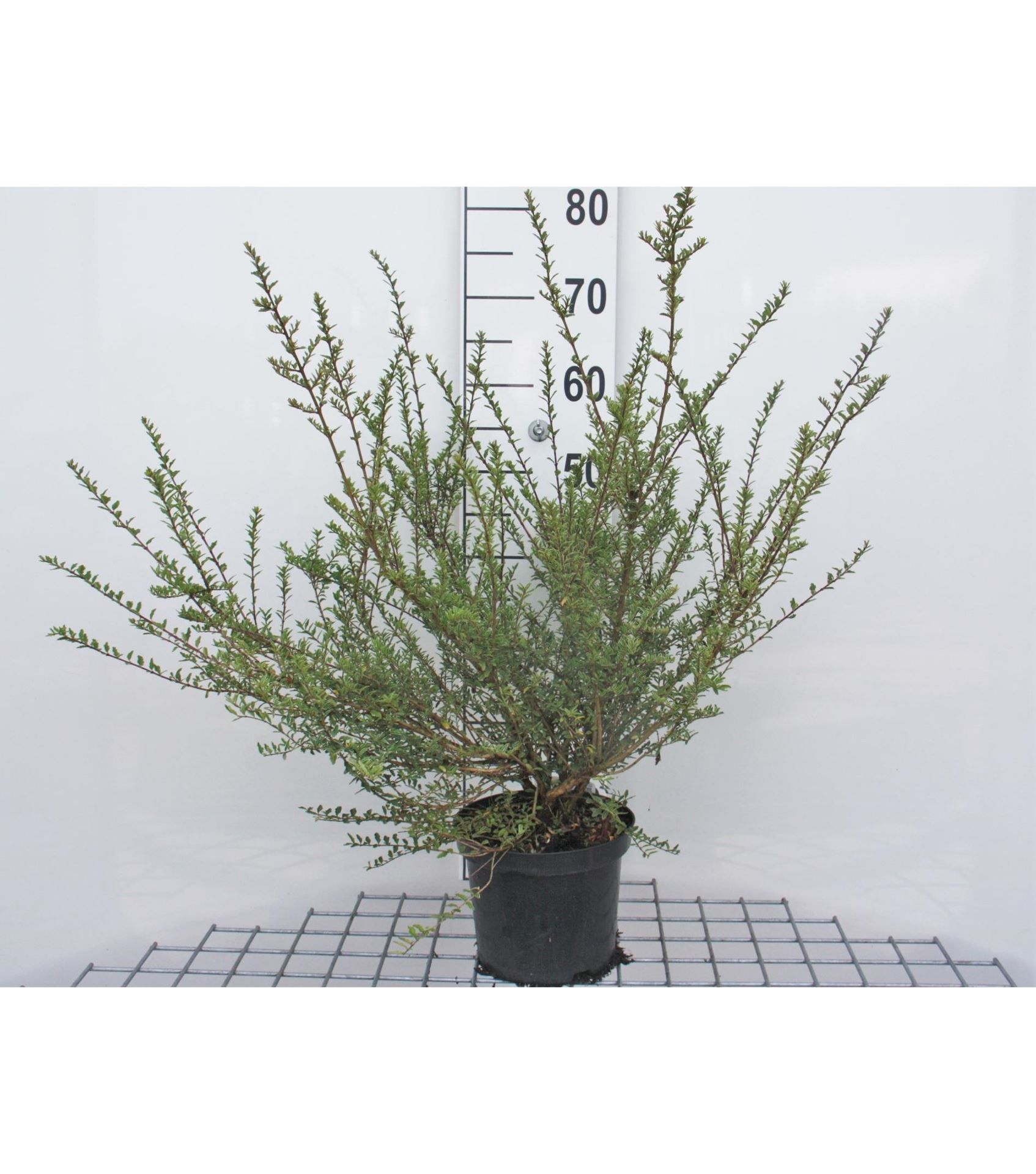 Lonicera nitida 'Silver Beauty' - pot - 25-30 cm