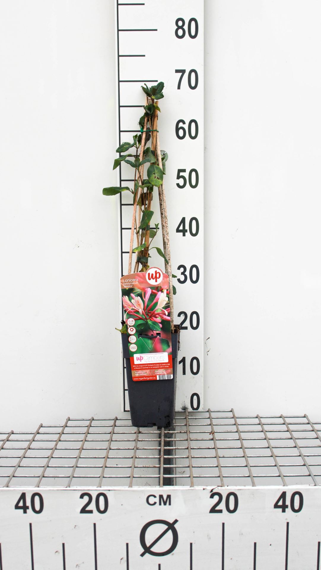 Lonicera periclymenum 'Belgica' - pot - 50-60 cm -