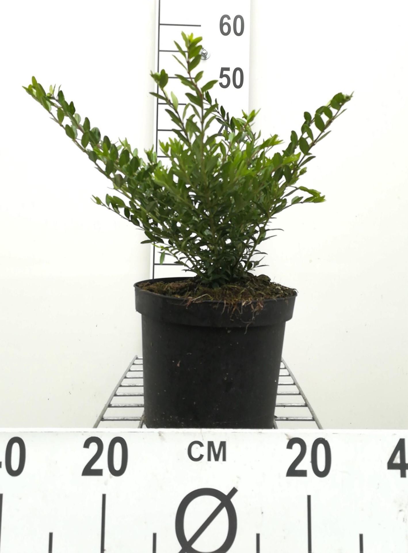 Lonicera pileata - pot 3L - 40-50 cm afbeelding