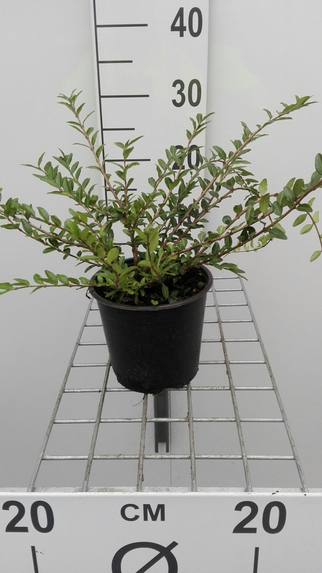 Lonicera pileata - pot 1,3L - 25-30 cm afbeelding