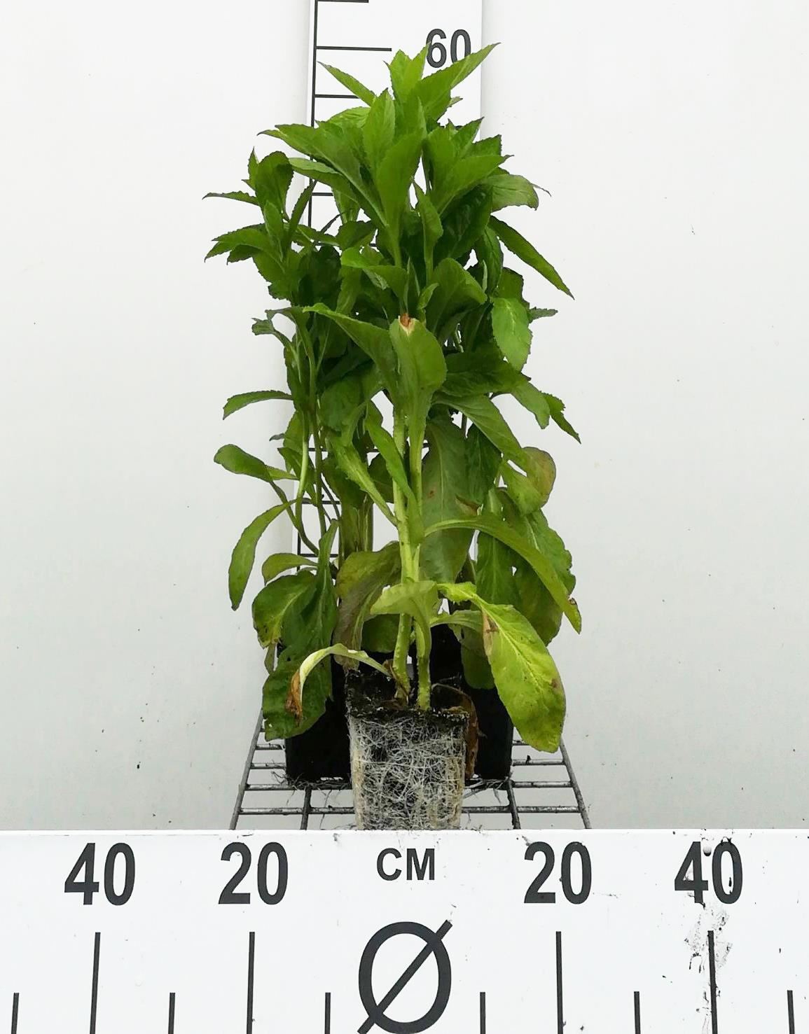 Lobelia siphilitica'Alba'- pot 9x9 cm afbeelding