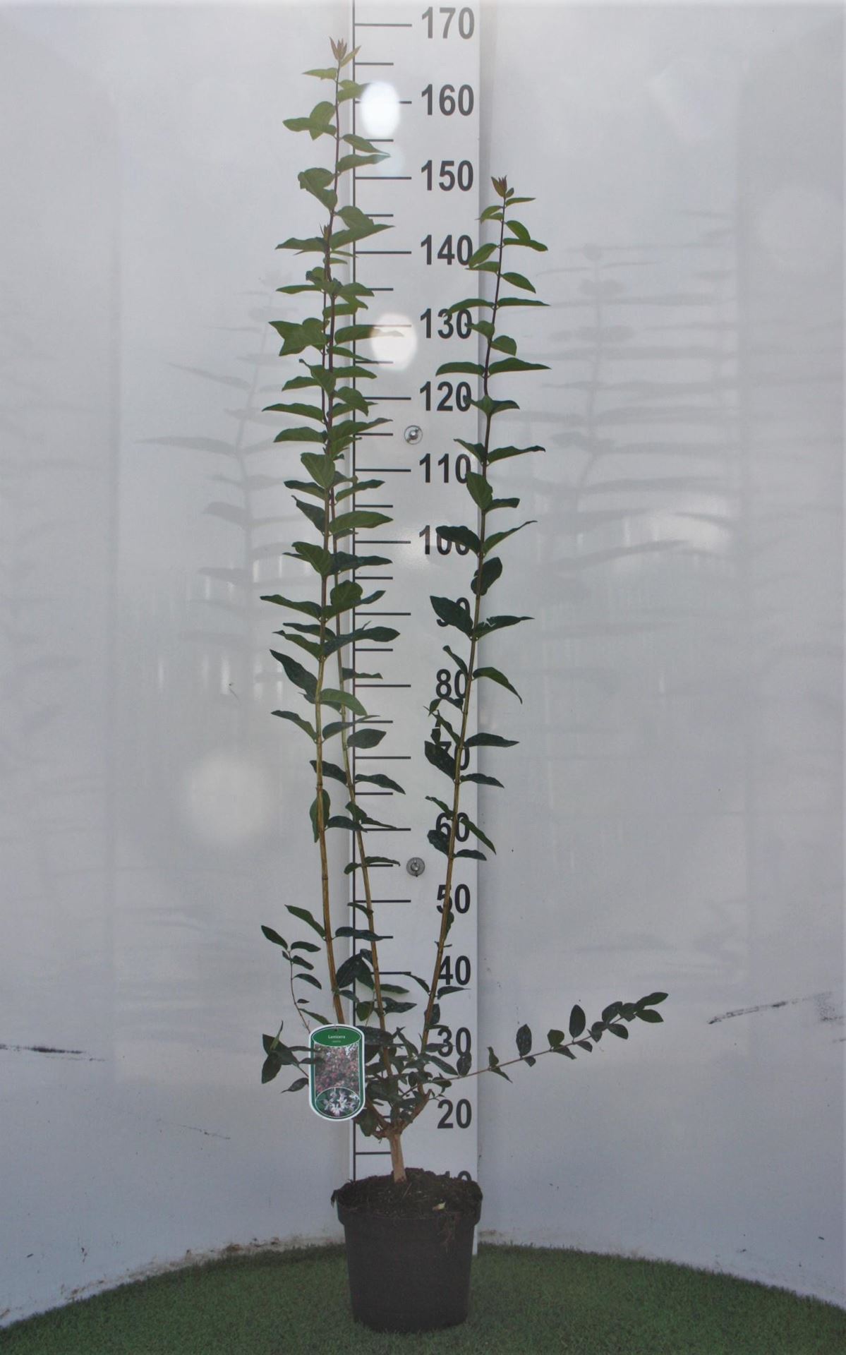 Lonicera tatarica - pot - 40-60 cm afbeelding