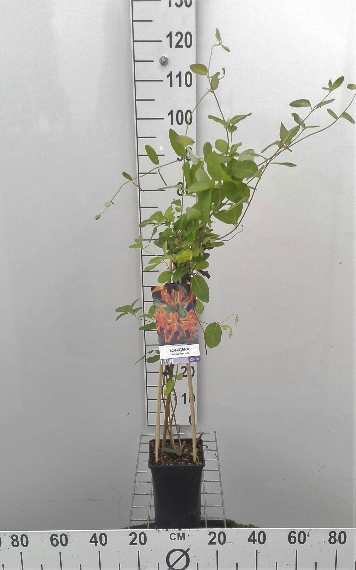 Lonicera x tellmanniana - pot - 50-60 cm
