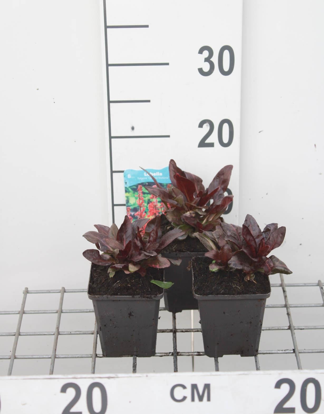 Lobelia'Queen Victoria'- pot 9x9 cm - Vaste lobelia afbeelding