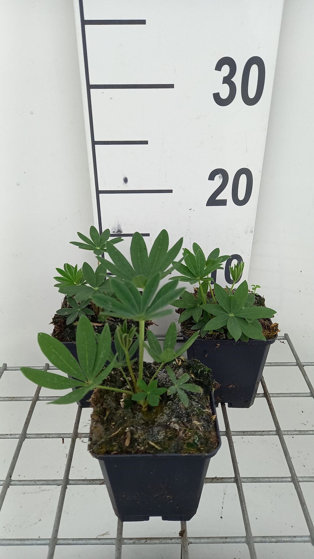 Lupinus'Chandelier'- pot 9x9 cm afbeelding