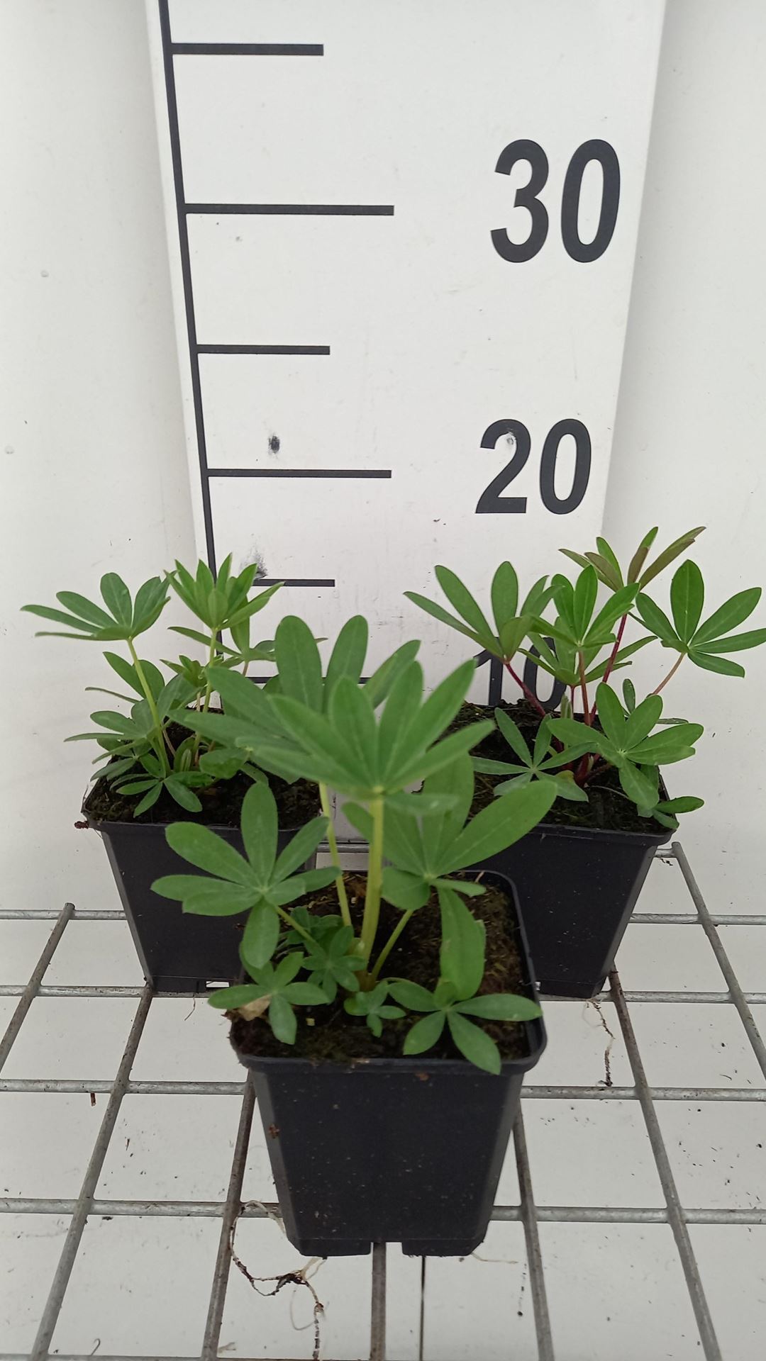 Lupinus'The Chatelaine'- pot 9x9 cm - Lupine afbeelding