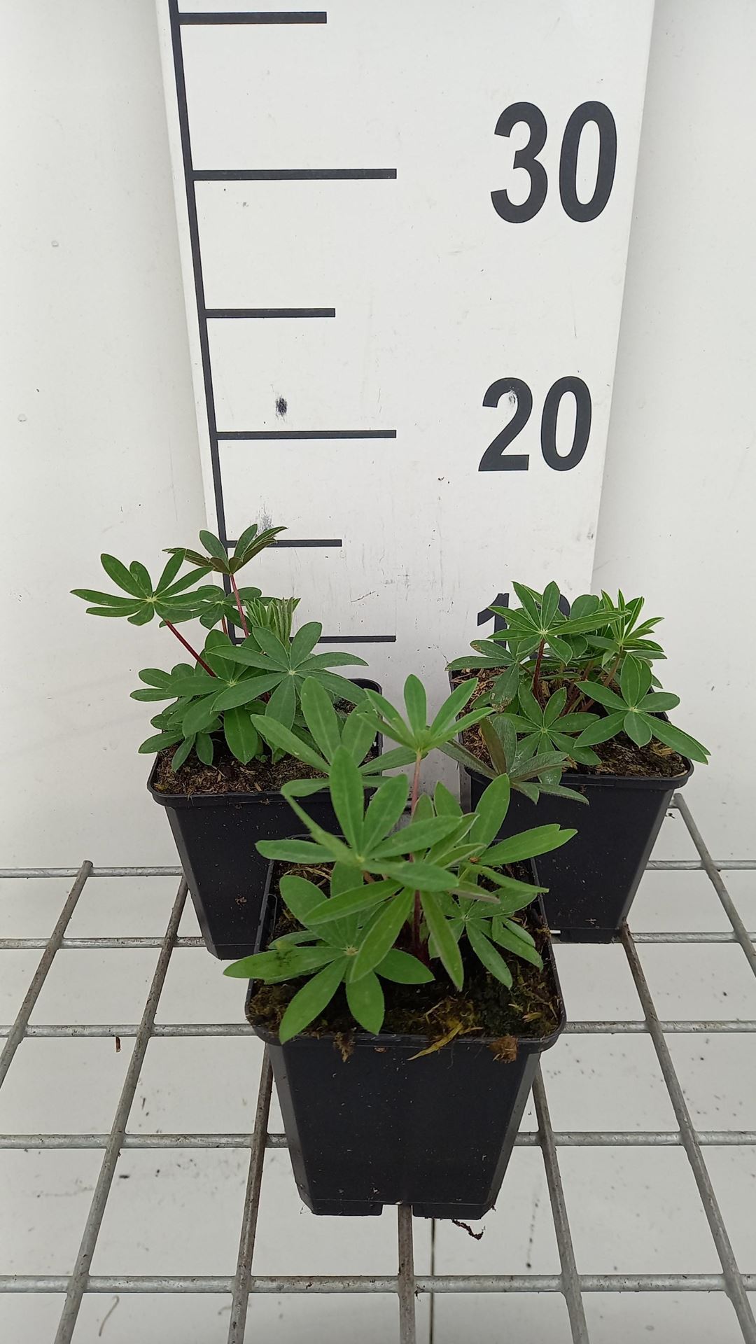 Lupinus'The Governor'- pot 9x9 cm - lupine afbeelding