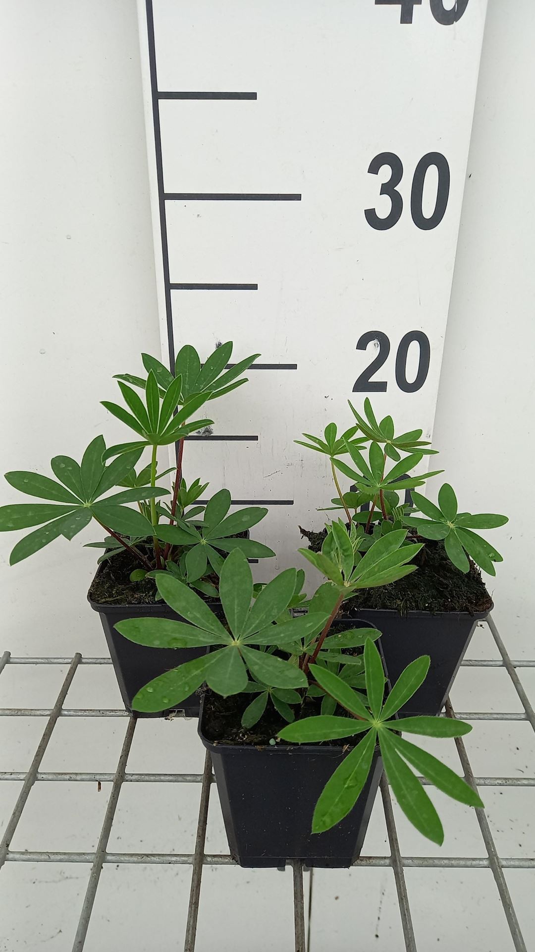 Lupinus'My Castle'- pot 9x9 cm afbeelding