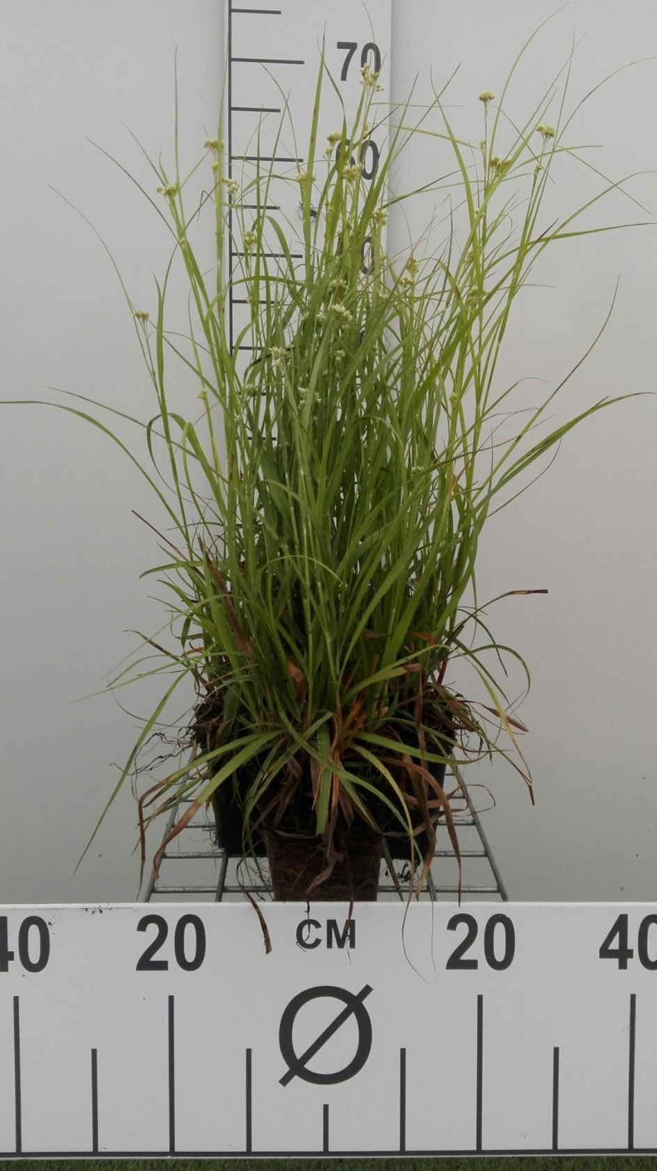 Luzula nivea - pot 9x9 cm - Sneeuwwitte veldbies / Witte veldbies afbeelding