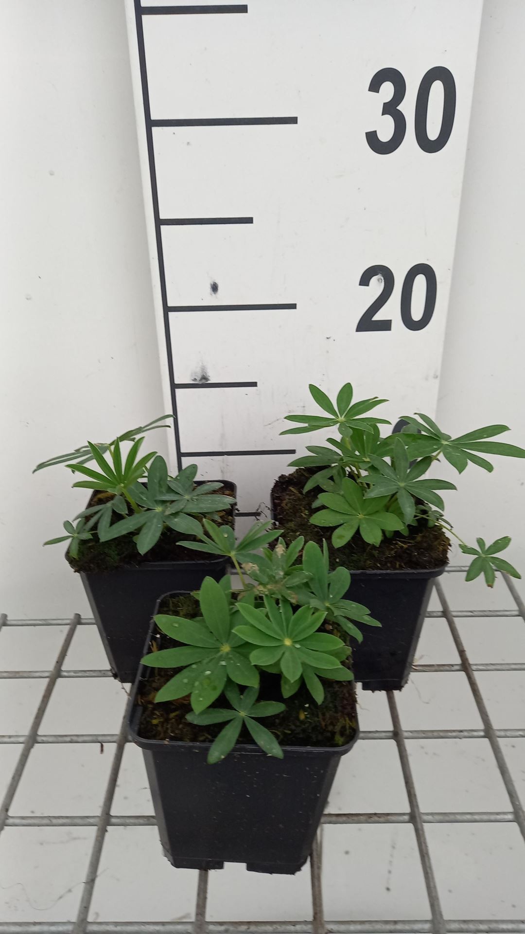 Lupinus'Noble Maiden'- pot 9x9 cm afbeelding