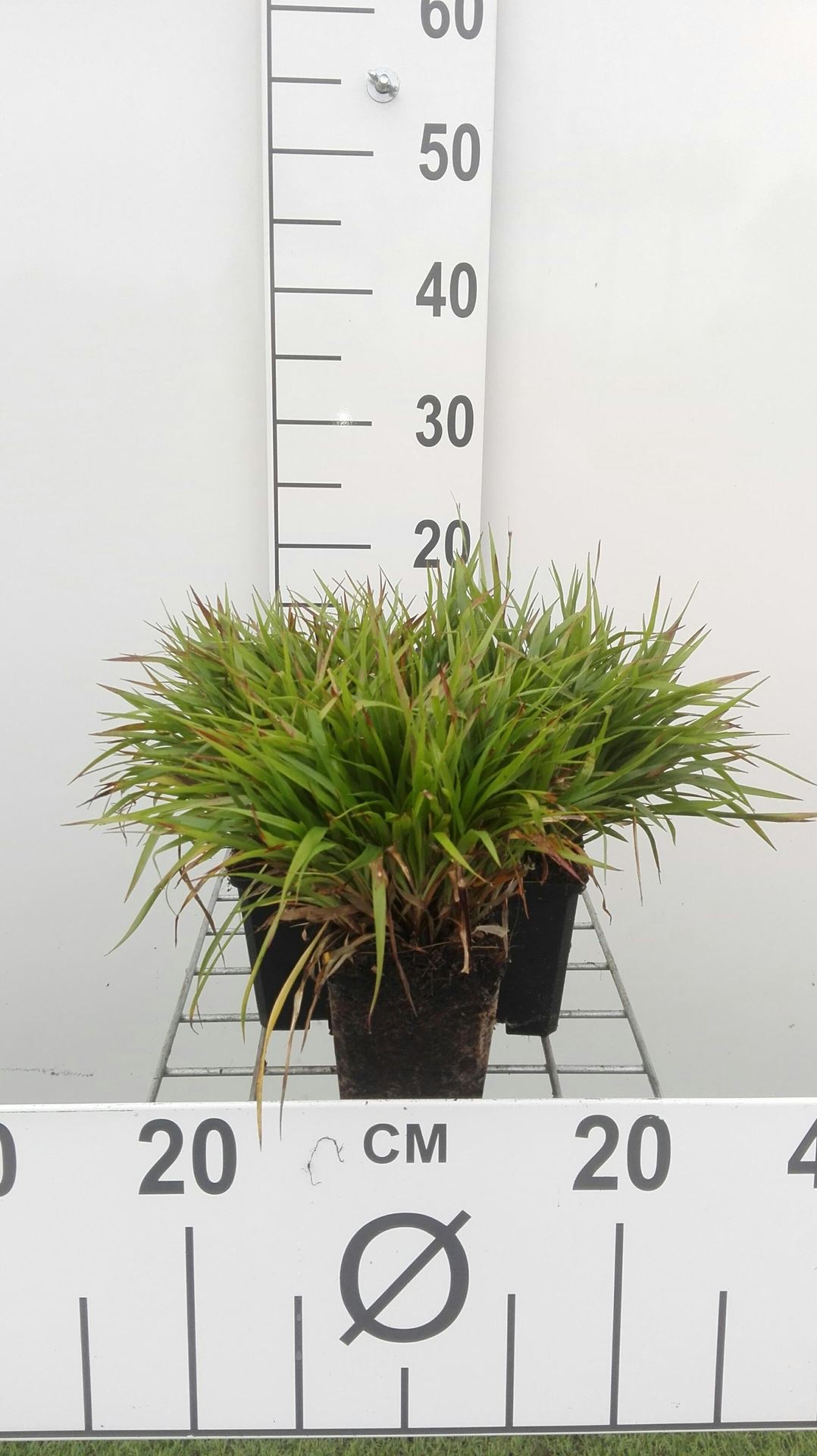 Luzula pilosa'Igel'- pot 9x9 cm afbeelding