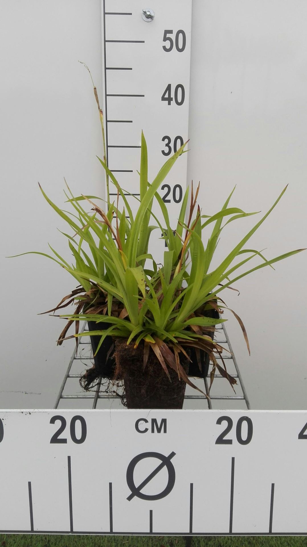 Luzula sylvatica - pot 9x9 cm afbeelding
