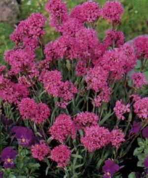 Lychnis alpina - pot 9x9 cm afbeelding