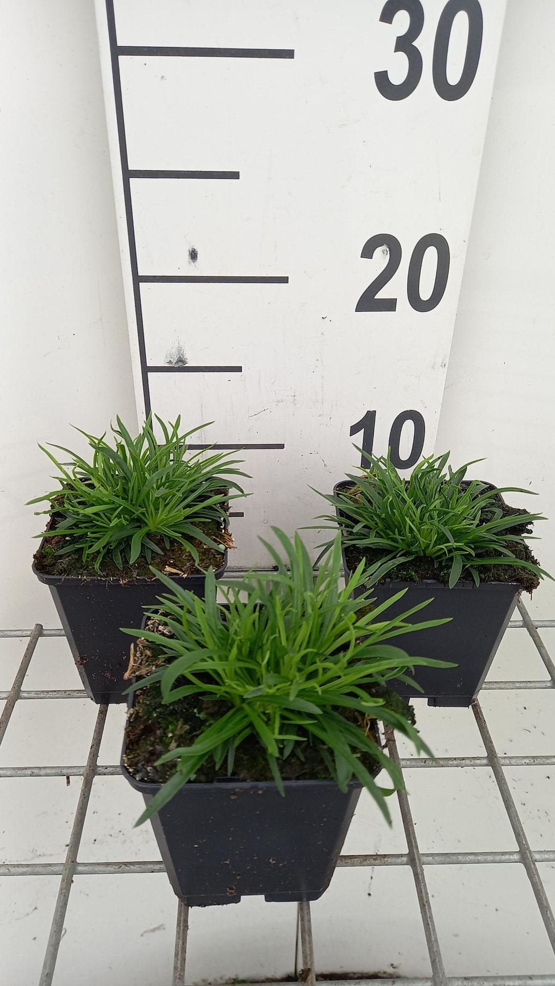 Lychnis alpina'Rosea'- pot 9x9 cm - Alpenkoekoeksbloem, Pekanjer afbeelding