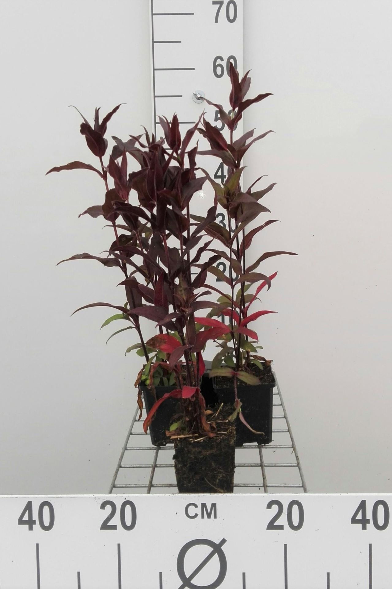 Lychnis x arkwrightii'Vesuvius'- pot 9x9 cm afbeelding
