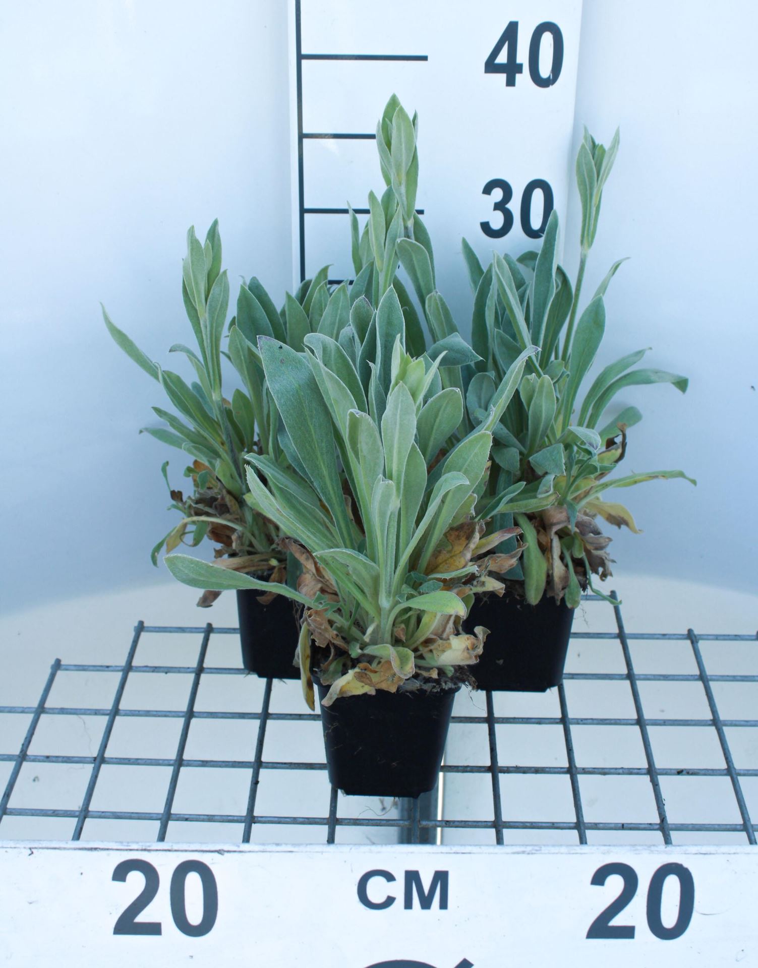 Lychnis coronaria'Alba'- pot 9x9 cm - Prikneus afbeelding