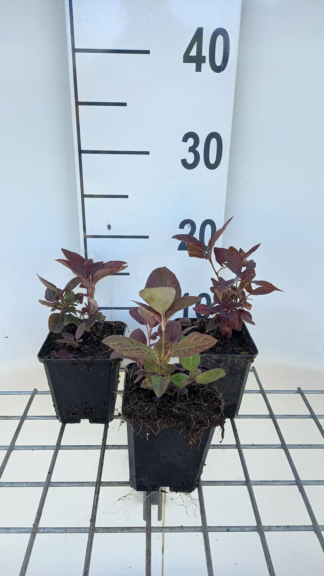 Lysimachia ciliata'Firecracker'- pot 9x9 cm afbeelding