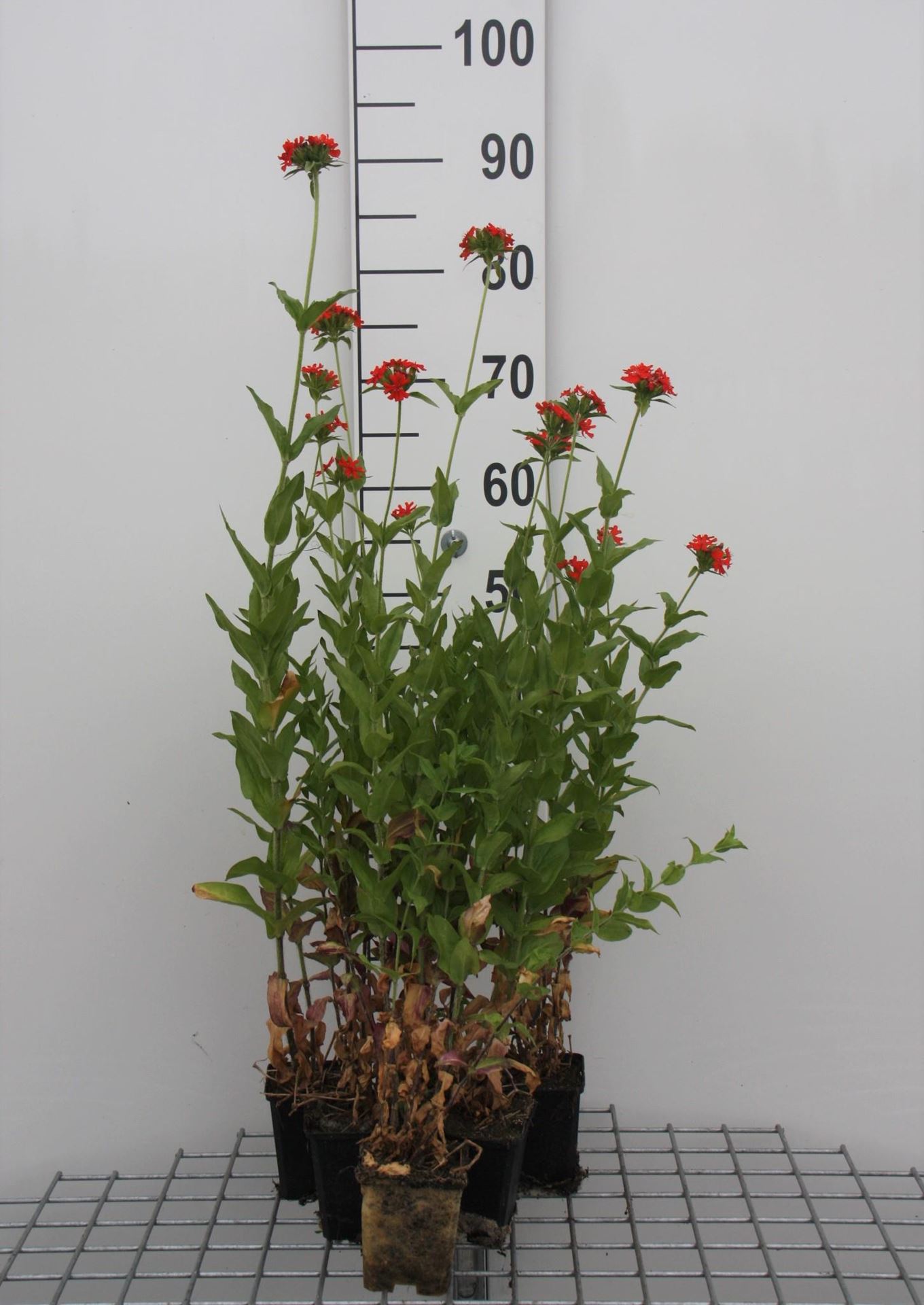 Lychnis chalcedonica - pot 9x9 cm afbeelding