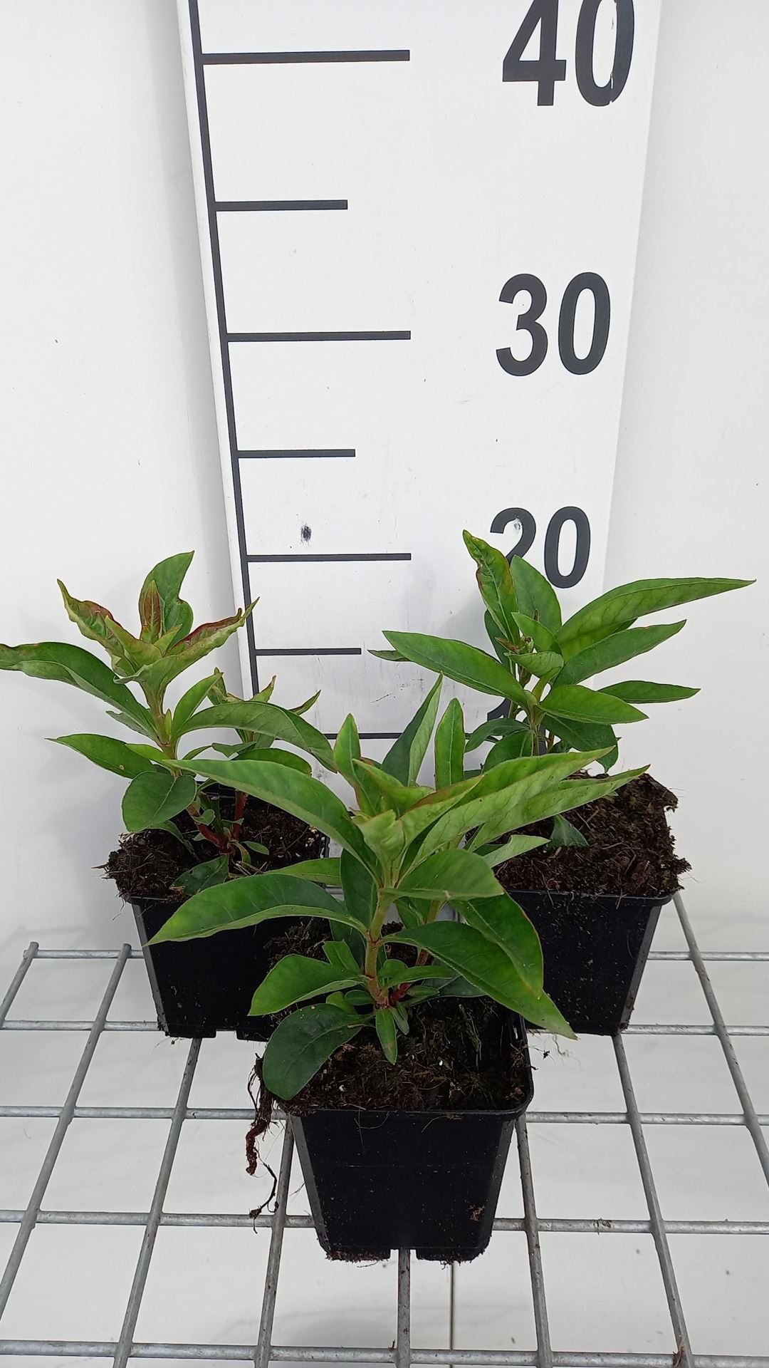 Lysimachia clethroides - pot 9x9 cm - Witte troswederik afbeelding