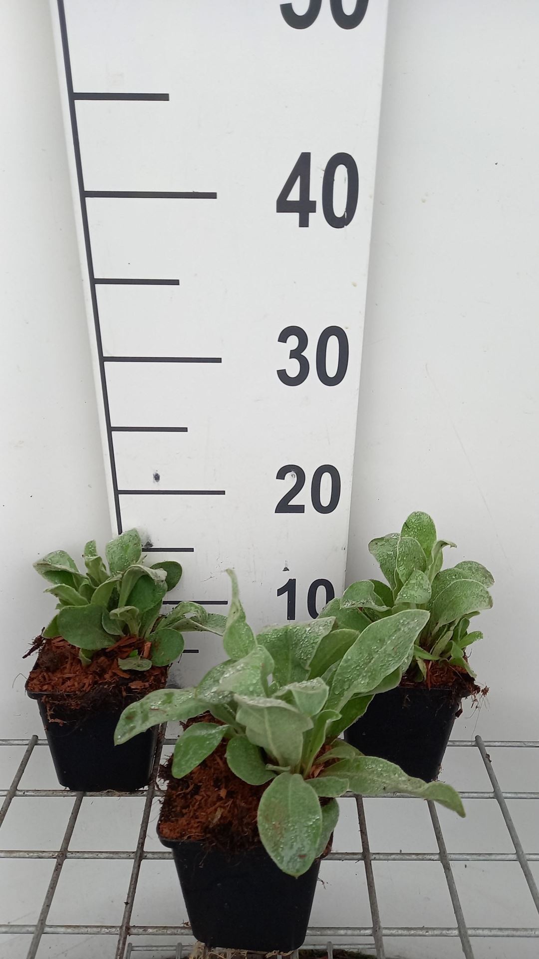 Lychnis coronaria - pot 9x9 cm afbeelding