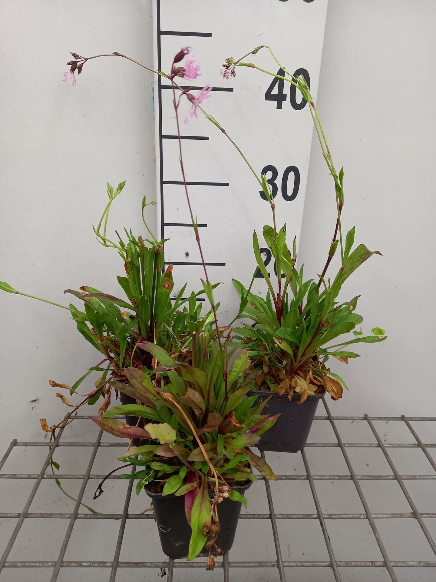 Lychnis flos-cuculi - pot 9x9 cm - Echte koekoeksbloem afbeelding