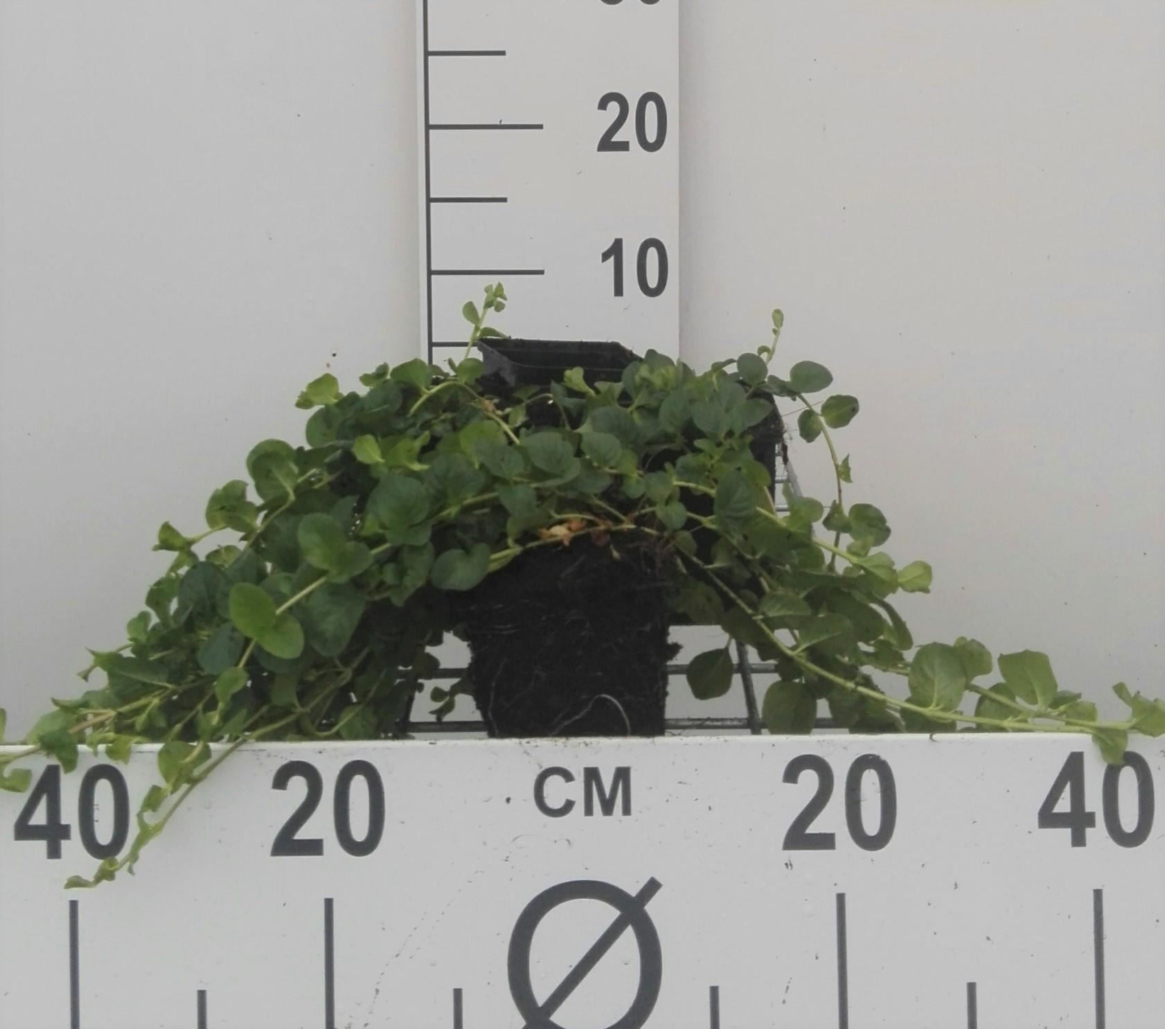 Lysimachia nummularia - pot 9x9 cm - Penningkruid afbeelding