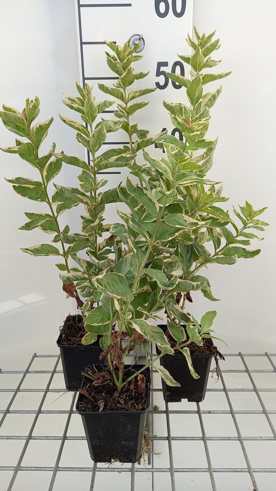 Lysimachia punctata'Alexander'- pot 9x9 cm afbeelding