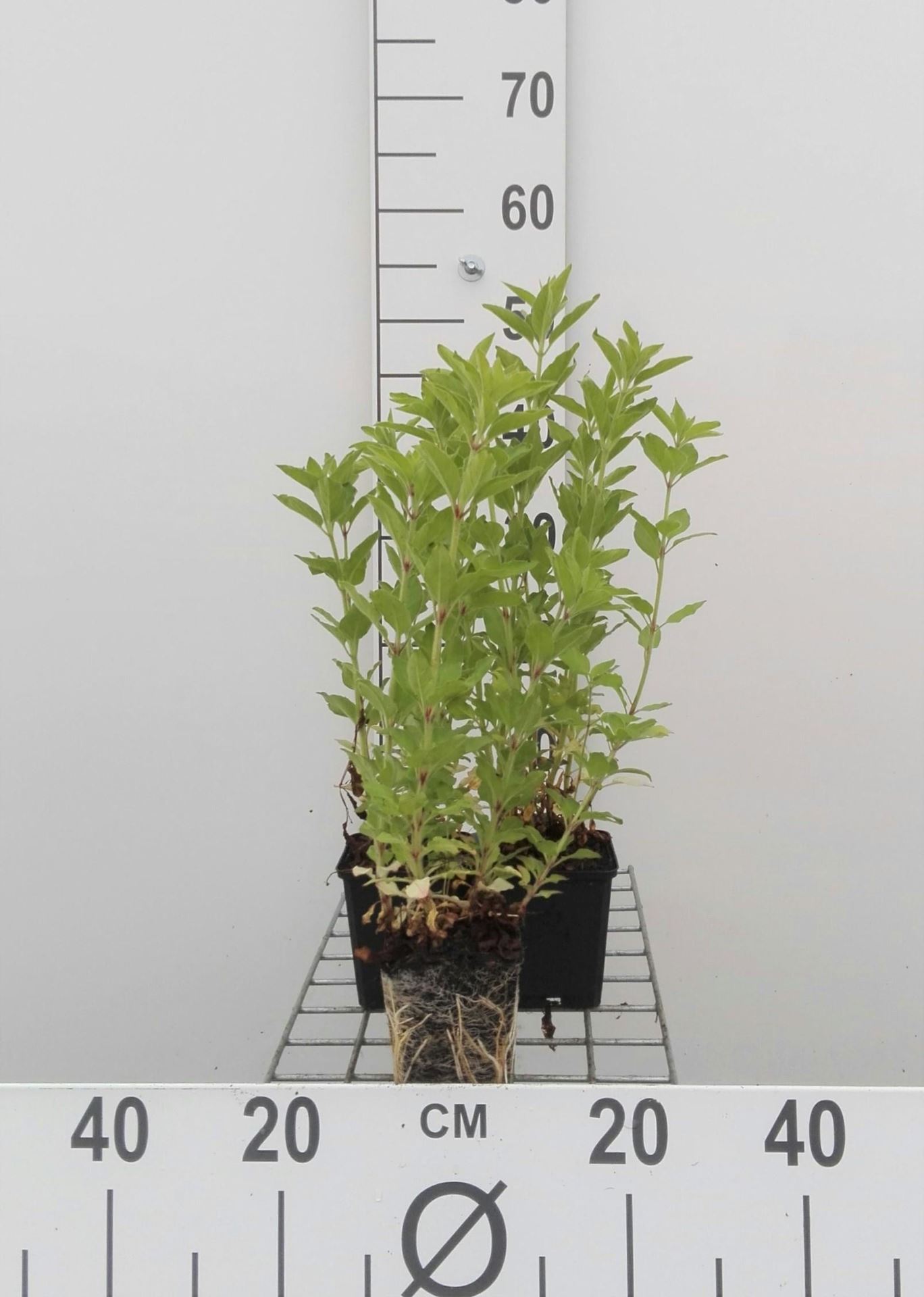 Lysimachia punctata - pot 9x9 cm afbeelding