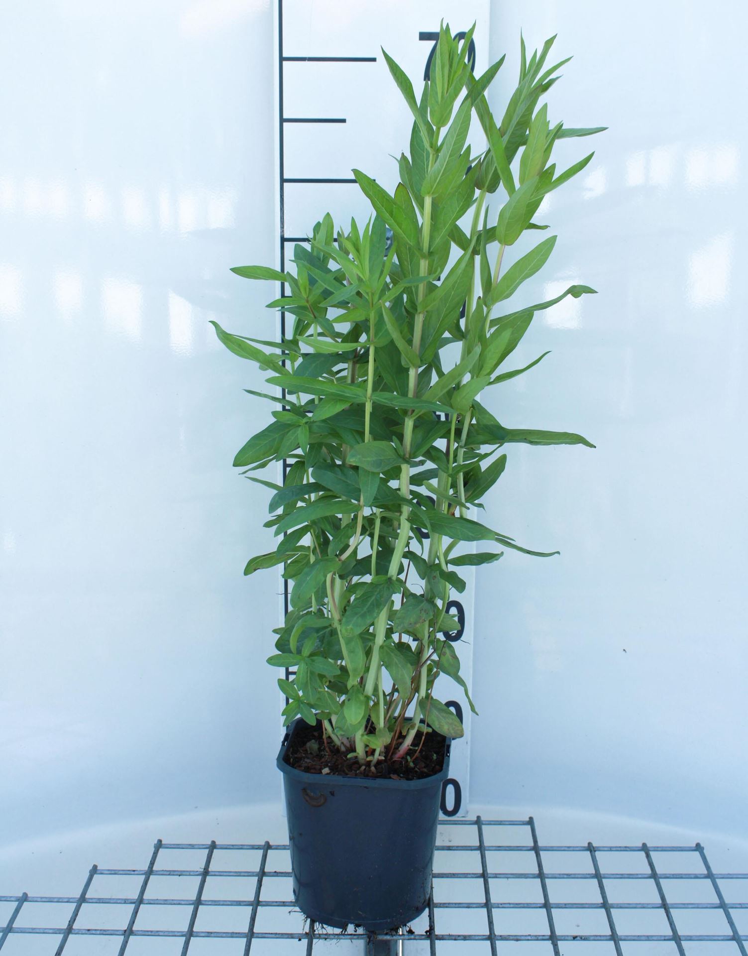Lythrum salicaria - pot 2L