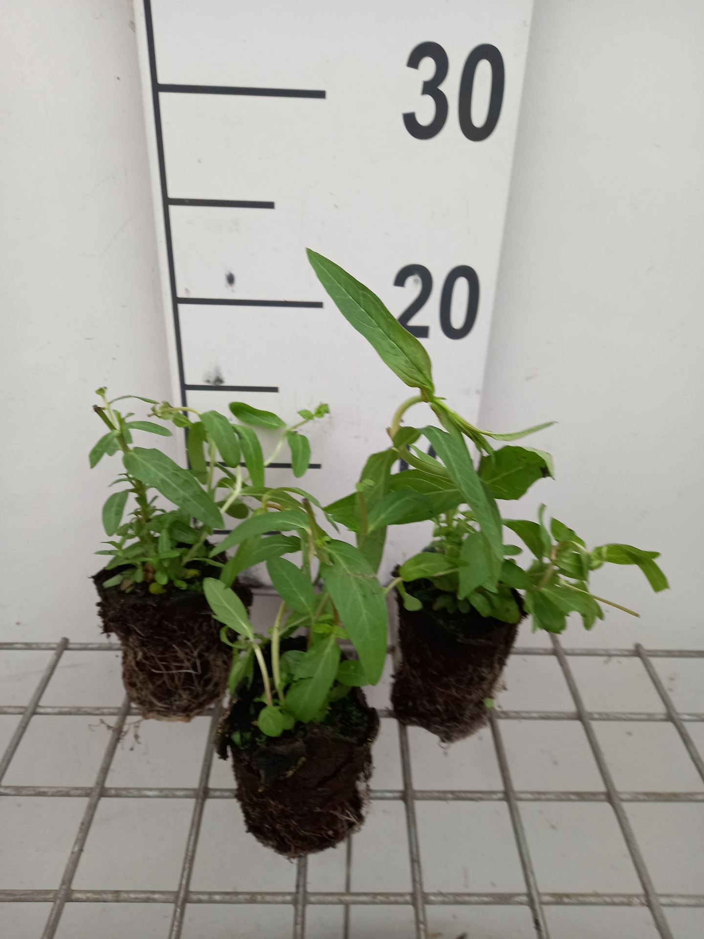 Lythrum salicaria - biopot diameter 7 cm afbeelding