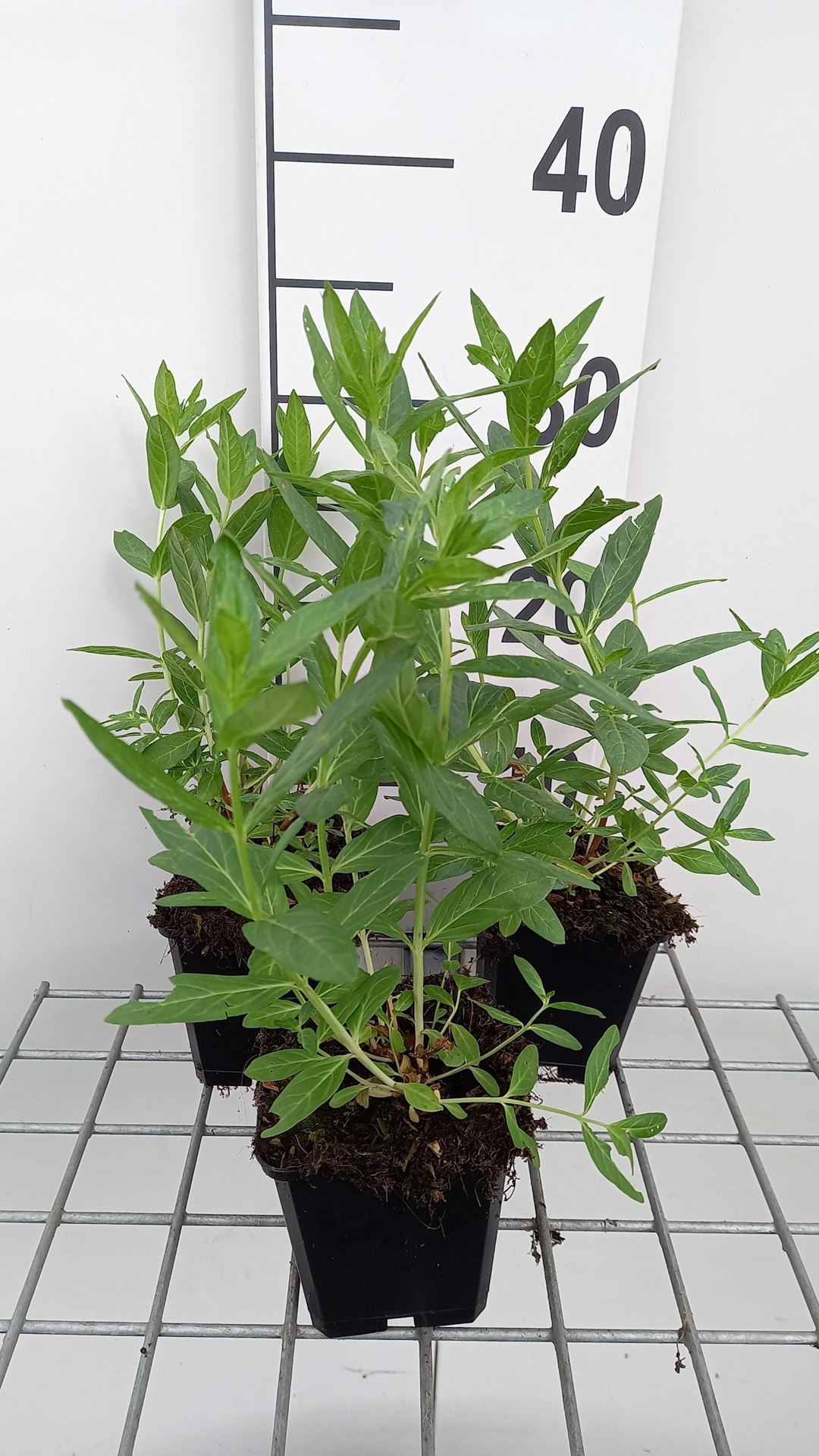 Lythrum salicaria'Blush'- pot 9x9 cm afbeelding