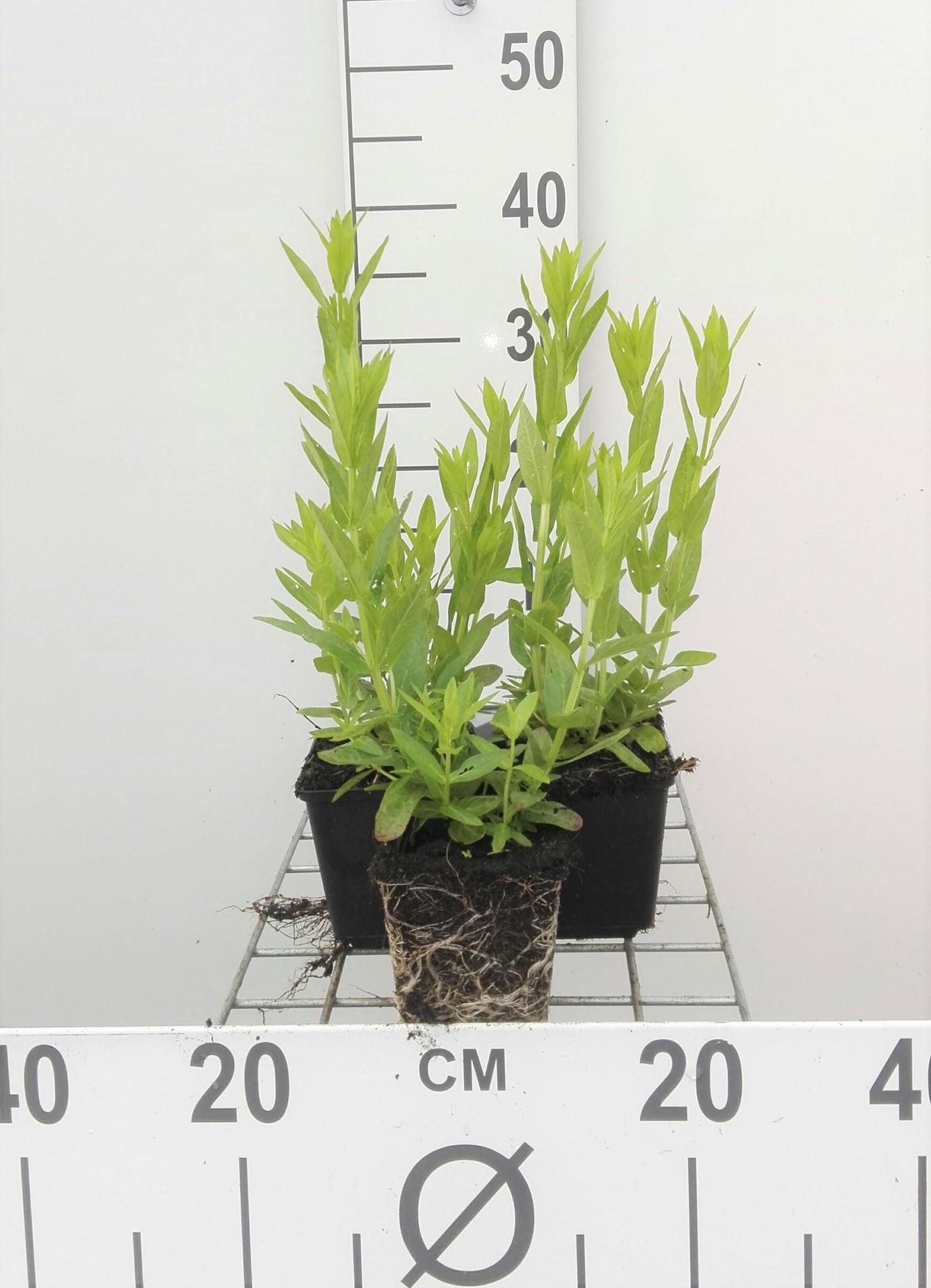 Lythrum salicaria'Robert'- pot 9x9 cm - Kattenstaart afbeelding